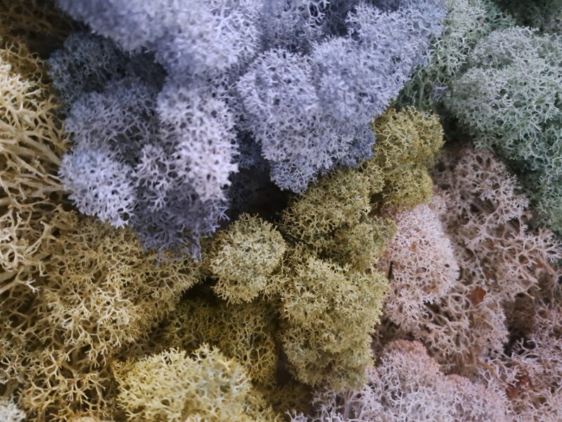 Stabilizētu sūnu komplekts 4 toņos (150g.)