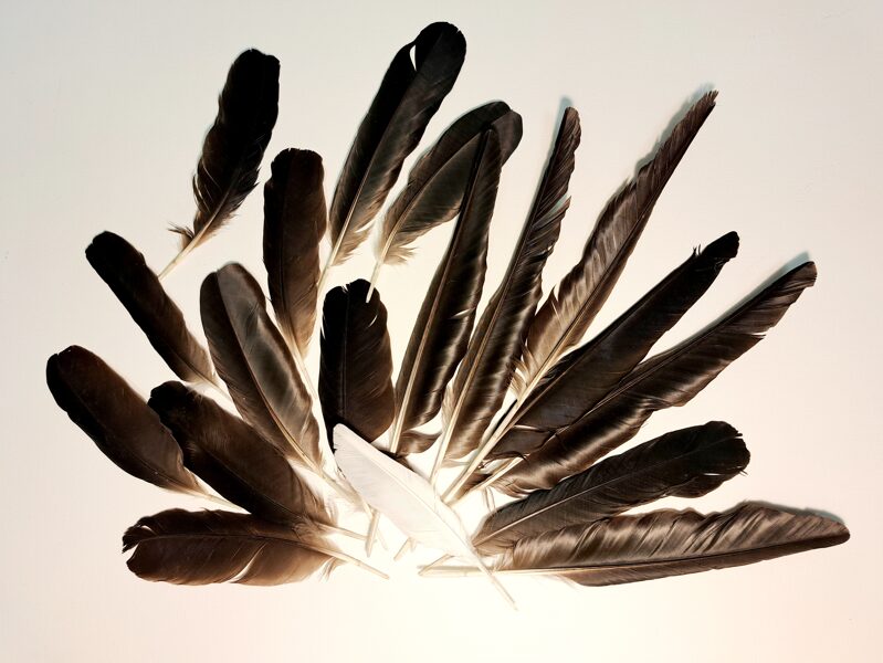 Melno vārnu spalvu mix 17gb